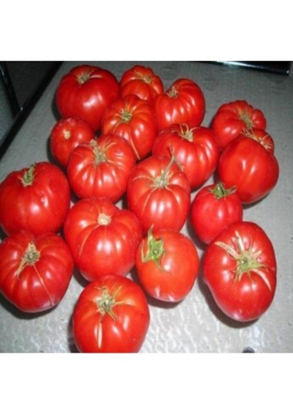 Ankara Ayaş Domatesi Tohumu Domates Tohumu 15 Tohum + Saksı Toprak fiyatları