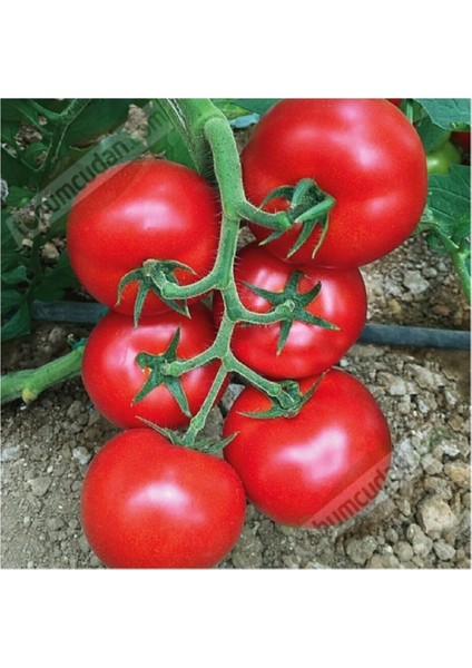 Erkenci Salkım Domates 15 Domates Tohumu + Saksı Toprak fiyatları