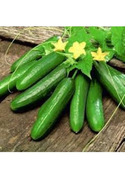 200 Adet Tohum Nadir Erkenci Taze Köy Salatalık Organik Tohumu Yerli