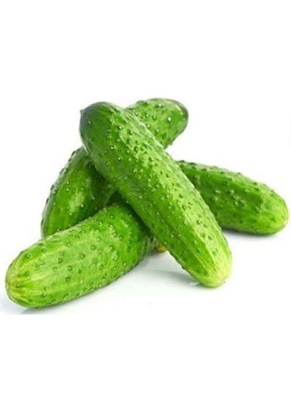 Yerli Kornişon Salatalık Tohumu Turşuluk Kornişon Salatalık Tohumu 15 Adet Tohum