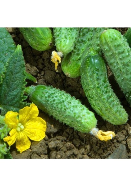 Yerli Kornişon Salatalık Tohumu Turşuluk Kornişon Salatalık Tohumu 15 Adet Tohum fiyatları