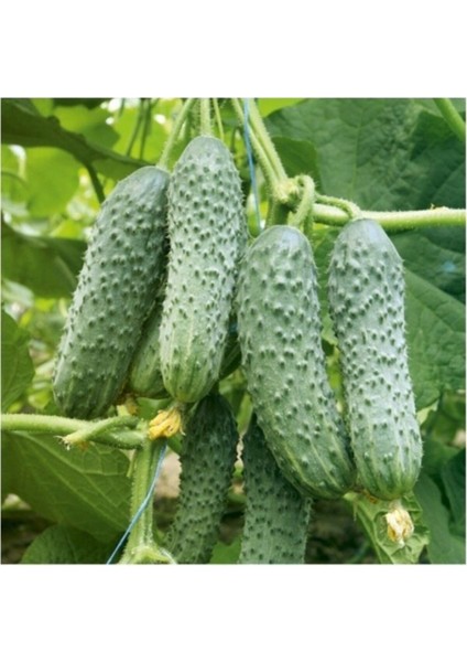 Yerli Kornişon Salatalık Tohumu Turşuluk Kornişon Salatalık Tohumu 15 Adet Tohum modelleri