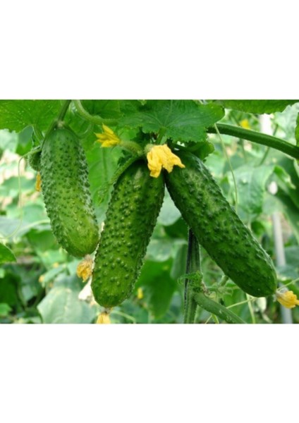 Yerli Kornişon Salatalık Tohumu Turşuluk Kornişon Salatalık Tohumu 15 Adet Tohum fırsatları