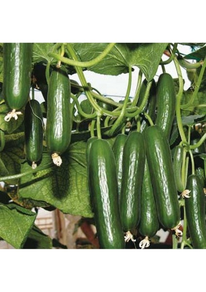 35 Adet Tohum Nadir Taze Sırık Bahçe Salatalık Tohumu Organik Yeni Hasat Sırık Salatalık Tohumları