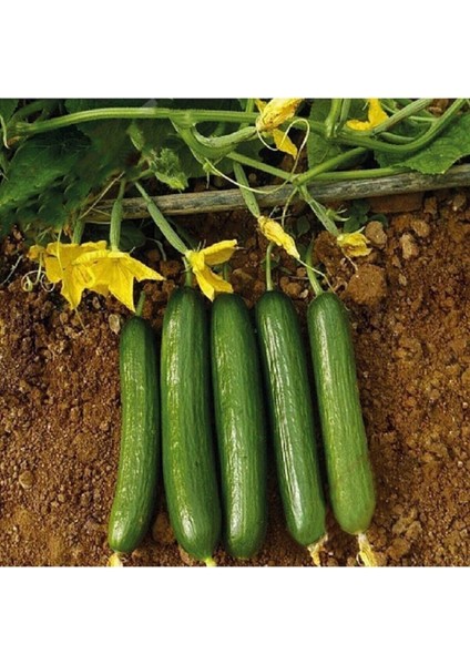 30 Adet Tohum Organik Tarım Köy Salatalığı Badem Salatalık Tohumu Yer Salatalığı Tohumu Hediye Tohum