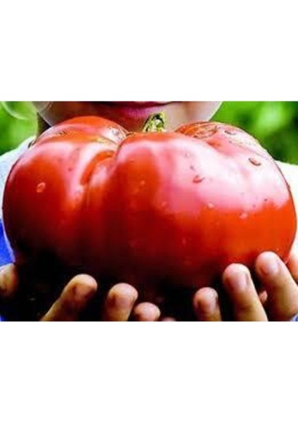 Nadir Ithal Dev Hollanda Domates Tohumu Dev Domates Tohumu 10 Adet Tohum fiyatları
