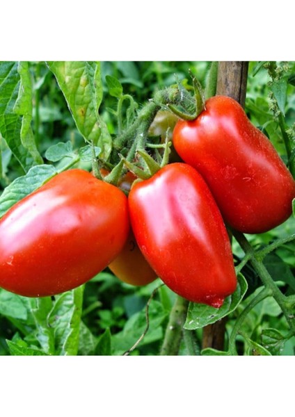 İtalyan Rio Grande Domates Tohumu Bursa Domates Tohumu 25 Adet Tohum modelleri