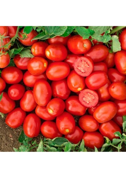 İtalyan Rio Grande Domates Tohumu Bursa Domates Tohumu 25 Adet Tohum fırsatları