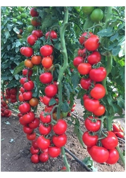 Sırık Domates Tohumu Domates Tohumu 15 Tohum + Saksı Toprak