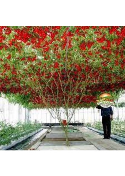 5 Adet Tohum Italyan Domates Ağacı Tohumu Nadir Saksı Toprak fiyatları