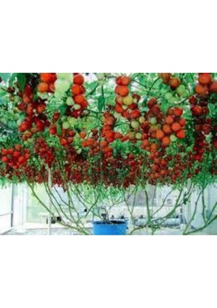 5 Adet Tohum Italyan Domates Ağacı Tohumu Nadir Saksı Toprak modelleri