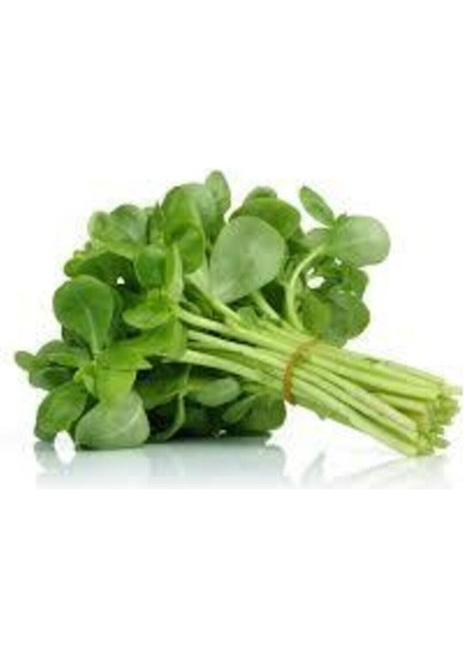 50 Adet Tohum Semiz Otu Tohumu Semizotu Tohumu Saksı Toprak Sürpriz Hediye Tohum