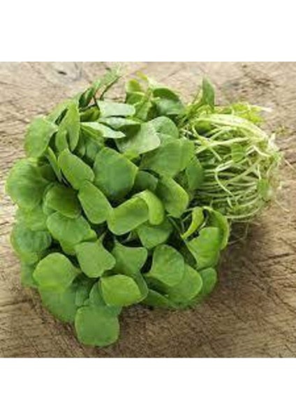 50 Adet Tohum Semiz Otu Tohumu Semizotu Tohumu Saksı Toprak Sürpriz Hediye Tohum fiyatları