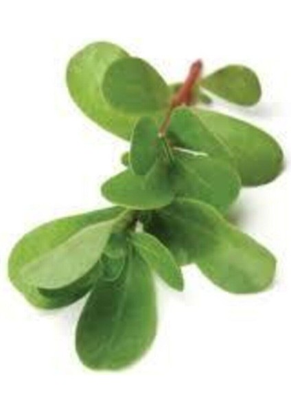 50 Adet Tohum Semiz Otu Tohumu Semizotu Tohumu Saksı Toprak Sürpriz Hediye Tohum modelleri