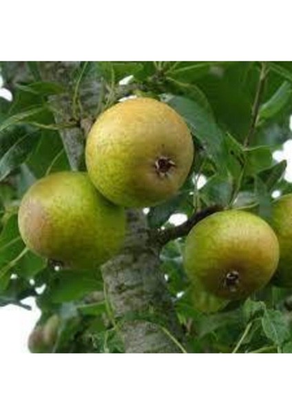 10 Adet Tohum Yabani Dağ Armut Tohumu Dağ Armudu Organik Taze Tohum Yeni Ürün Saksı Toprak