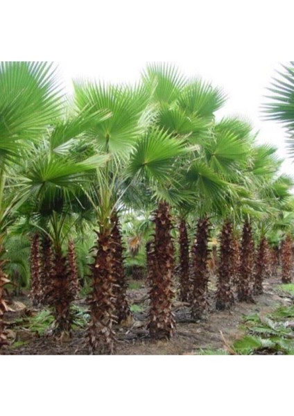 1 Adet Nadir Bulunan Liviston Palmiye Ağaç Tohumu Geniş Yapraklı Nadide Ağaç Sürpriz Hediye Tohumlu
