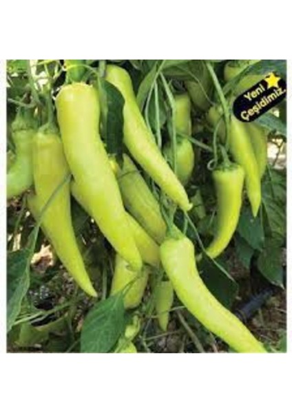 25 Adet Tohum Geleneksel Tatlı Çarliston Biber Tohumu fiyatları