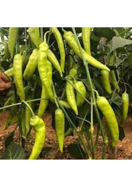 25 Adet Tohum Geleneksel Tatlı Çarliston Biber Tohumu modelleri