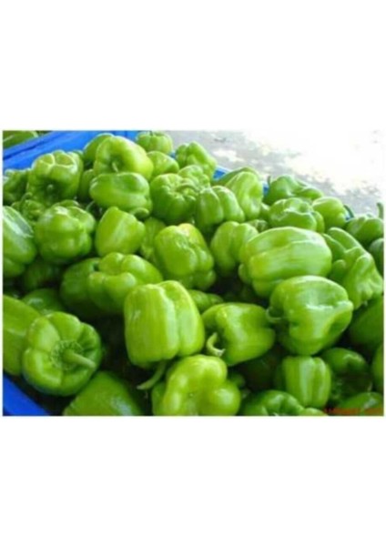 Dolmalık Biber Tohumu 40 Adet Tohum