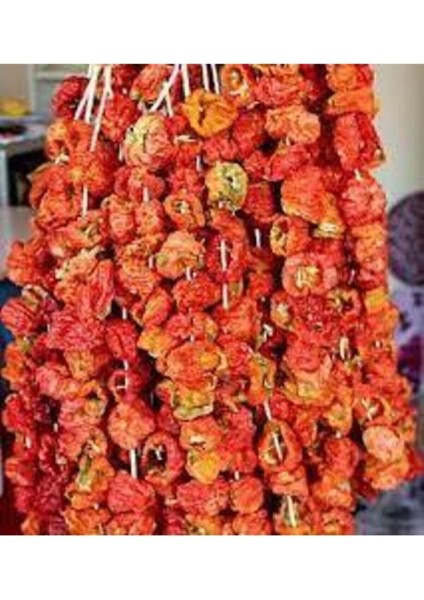 50 Adet Kurutulmuş Acı Antep Dolmalık Biber Yeni Mahsül Doğal Köy Biberi Orta Boy Kuru Dolmalık Bibe fiyatları