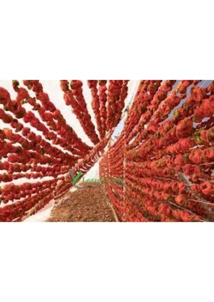 50 Adet Kurutulmuş Acı Antep Dolmalık Biber Yeni Mahsül Doğal Köy Biberi Orta Boy Kuru Dolmalık Bibe modelleri