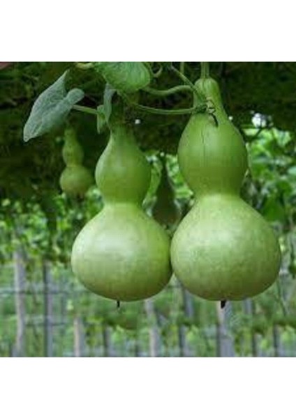 15 Adet Tohum Su Kabağı Tohumu Nadir Su Kabağı Kabak Tohumu Sürpriz Hediye Sebze Tohumludur fiyatları