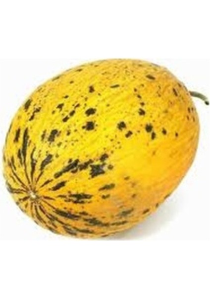 50 Adet Tohum Nadir Sarı Kırkağaç Olgun Kavun Tohumu Hobi Bahçe Kavun Hediye Tohumlu fiyatları