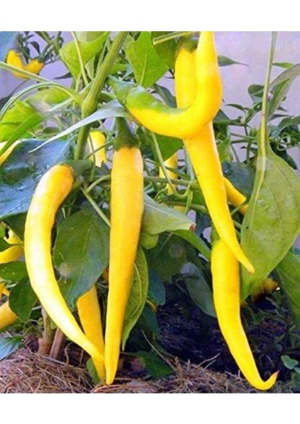 Golden Acı Cayenne Biber Tohumu Golden Biber Tohumu 20 Adet Tohum modelleri