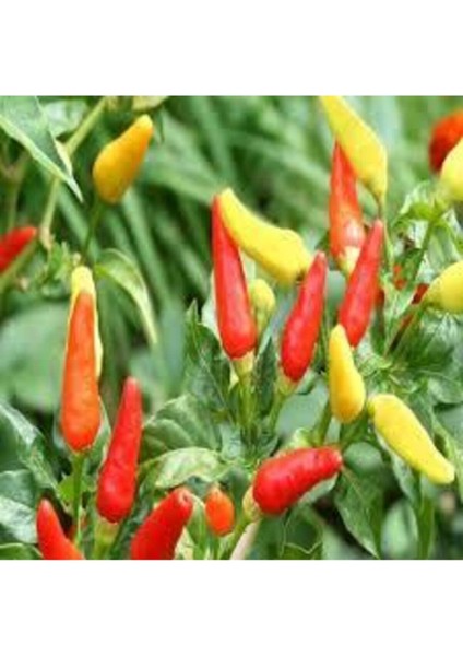 25 Adet Tohum Nadir Sarı Süs Biberi Tohumu Saksılık Biber Tohumu Bol Verimli Sürpriz Hediye Tohumlu