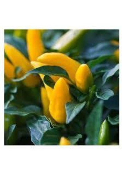 25 Adet Tohum Nadir Sarı Süs Biberi Tohumu Saksılık Biber Tohumu Bol Verimli Sürpriz Hediye Tohumlu fiyatları