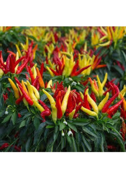 25 Adet Tohum Nadir Sarı Süs Biberi Tohumu Saksılık Biber Tohumu Bol Verimli Sürpriz Hediye Tohumlu modelleri