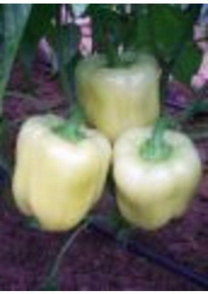 Beyaz Tatlı Dolmalık Biber Tohumu 20 Adet Tohum fiyatları