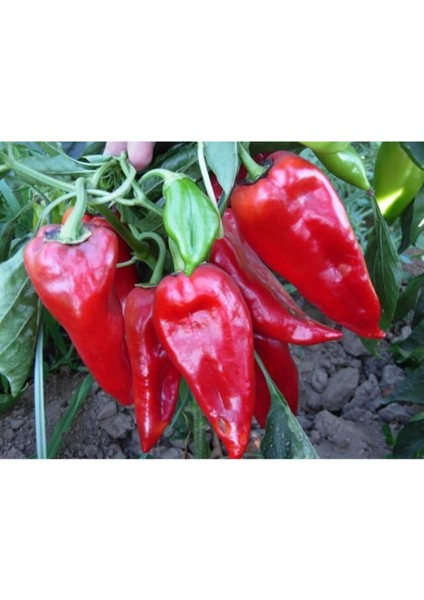 Kırmızı Közlemelik Kapya Biber Tohumu Kapya Biber 30 Tohum Saksı Toprak Sürpriz Hediye Tohum