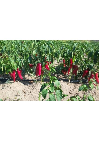 Kırmızı Közlemelik Kapya Biber Tohumu Kapya Biber 30 Tohum Saksı Toprak Sürpriz Hediye Tohum fiyatları