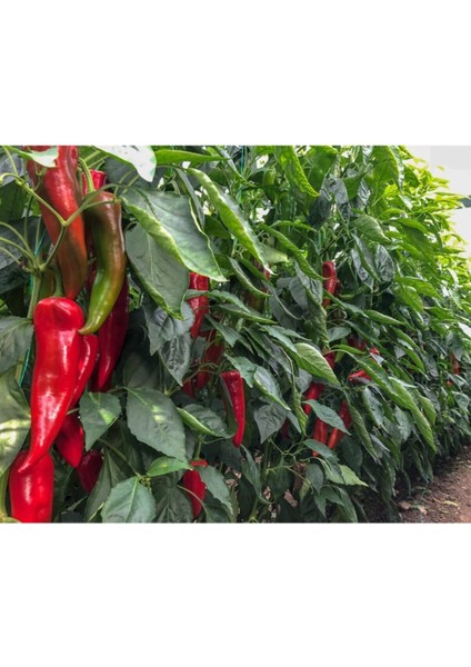 Kırmızı Közlemelik Kapya Biber Tohumu Kapya Biber 30 Tohum Saksı Toprak Sürpriz Hediye Tohum fırsatları