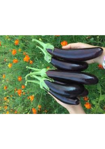 150 Adet Tohum Organik Antalya Kemer Mor Patlıcan Tohumu Hediyelidir