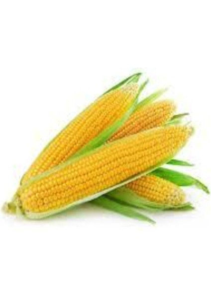 50 Adet Tohum Yumuşak Haşlamalık Süt Mısır Tohumu Darı Tohumu Sürpriz Hediye Tohum fırsatları