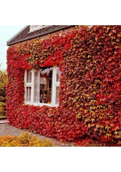 25 Adet Tohum Tohum Nadir Kırmızı Tropikal Amerikan Tırmanan Çit Sarmaşığı Tohumu