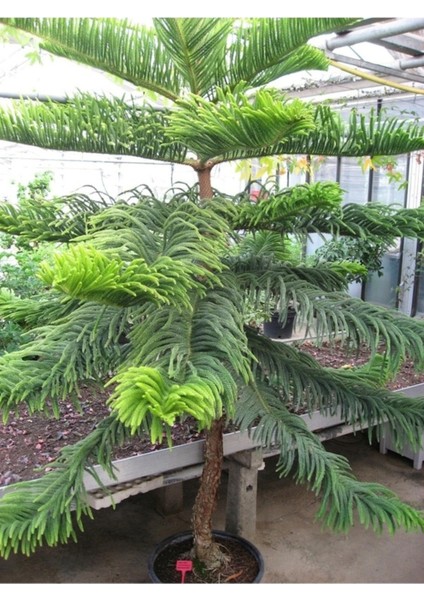 15 Adet Tohum Nadir Organik Arakorya Araucaria Çam Ağaç Tohumu Salon Arakorya Çamı Tohumu