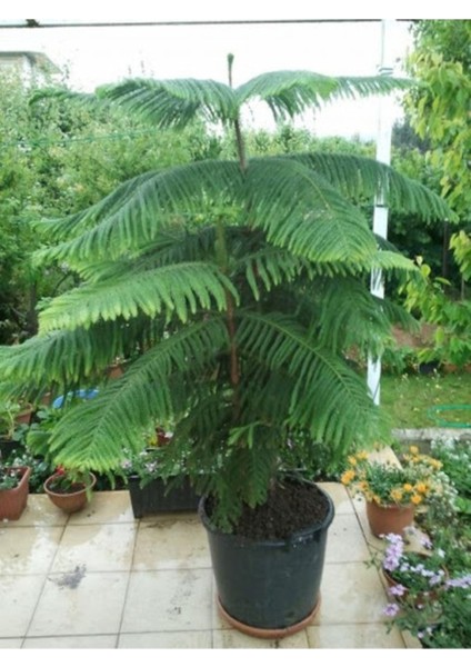 15 Adet Tohum Nadir Organik Arakorya Araucaria Çam Ağaç Tohumu Salon Arakorya Çamı Tohumu fiyatları