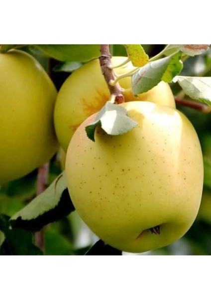5 Adet Tohum Nadir Organik Golden Bol Sulu Niğde Elması Elma Ağaç Tohumu Saksı Toprak