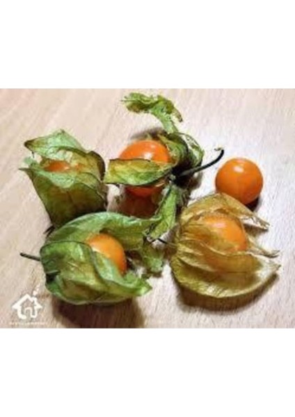 100 Adet Tohum Sarı Tropikal Altın Çilek Tohumu Hediye Tohumlu