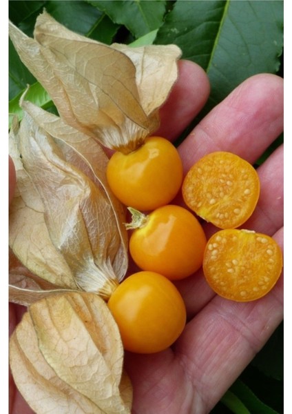 100 Adet Tohum Sarı Tropikal Altın Çilek Tohumu Hediye Tohumlu fiyatları