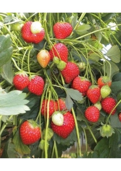 50 Adet Tohum Organik İthal Yediveren Erkenci Çilek Tohumu Saksı Toprak Hediye