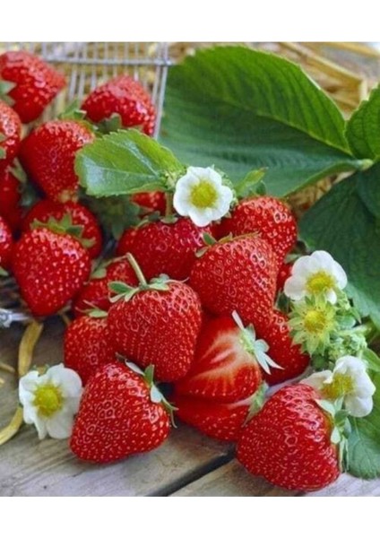 50 Adet Tohum Organik İthal Yediveren Erkenci Çilek Tohumu Saksı Toprak Hediye fiyatları