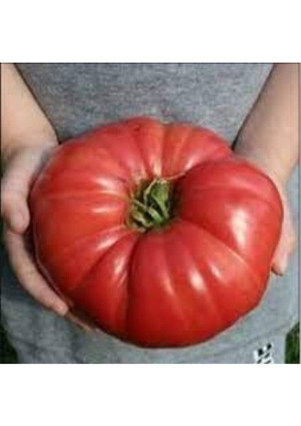 Köy Domates Tohumu 50 Adet fiyatları