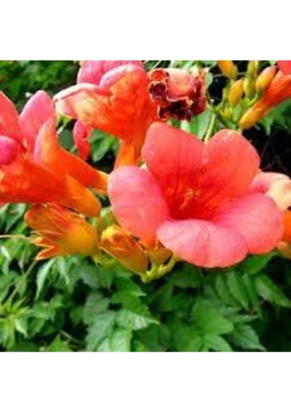 5 Adet Tohum Acem Borusu Ağacı Turuncu Acem Borusu Sarmaşığı Campsis Radicans Hediye Tohum