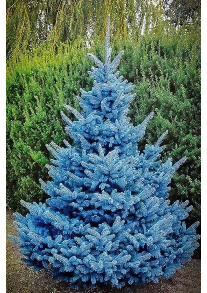 15 Adet Tohum Nadir Mavi Ladin Ağacı Tohumu Mavi Ladin Sürpriz Hediye Tohumla Gönderilir