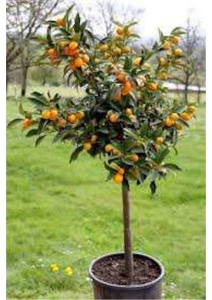 5 Adet Tohum Nadir Kumkat Meyve Ağaç Tohumu Saksı Toprak Hediyemiz