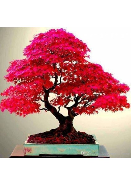 20 Adet Tohum Bodur Bonsai Japon Red Maple Ağacı Bonzai Tohumu Saksı Toprak Hediyemizdir